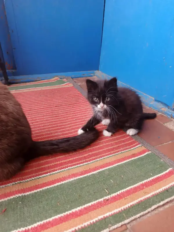 Котята в дар