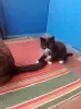Котята в дар