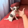 Чихуахуа девочка