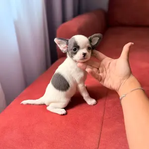 Чихуахуа девочка
