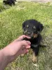 Щенки РОТВЕЙЛЕРЫ