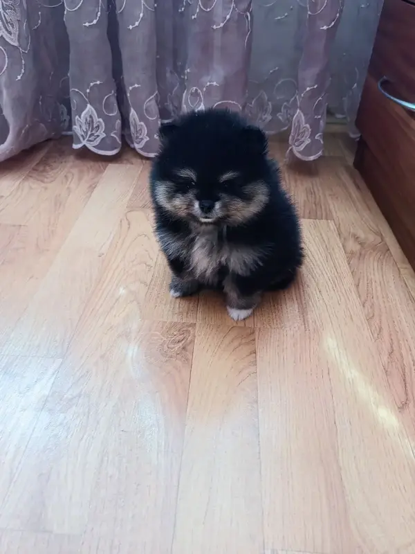 Девочка померанского шпица