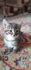 Котята в хорошие руки