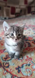 Котята в хорошие руки