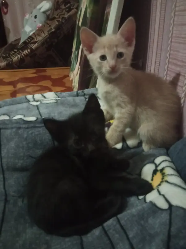 Котята метисы корниш-рекс