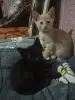 Котята метисы корниш-рекс