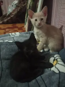 Котята метисы корниш-рекс