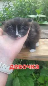 Котята в дар
