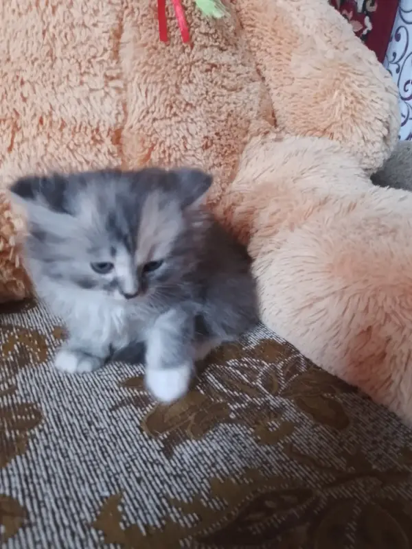 британские котята