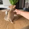 Чихуахуа мальчик