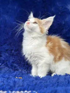 Мейн-кун котята