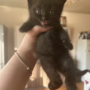 Котята в добрые руки БЕСПЛАТНО