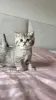 Котята шотландские