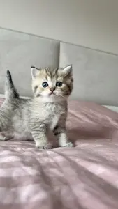 Котята шотландские