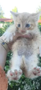 Котята