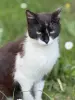 Кот в дар. Сириус ищет дом.