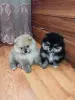 Щенки померанского шпица.