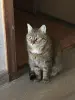 Срочно кошка в дар