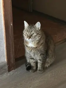 Срочно кошка в дар