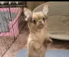 Курносый красавчик чихуахуа и другие малыши