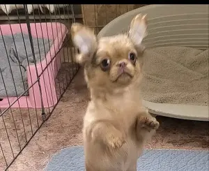 Курносый красавчик чихуахуа и другие малыши