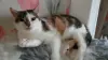 Кошка Трёхцветка ищет дом