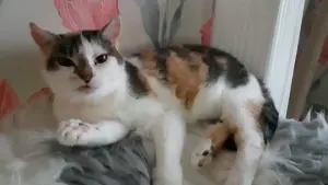Кошка Трёхцветка ищет дом