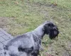 Миттель. Срочно ищем ХОРОШУЮ семью