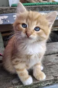 котята