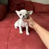 Чихуахуа