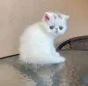 Экзотические котята
