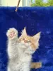 Мейн-Кун чистокровные котята