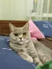 Шотландский котенок(девочка)
