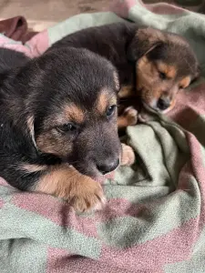немецкая овчарка 3 мальчика