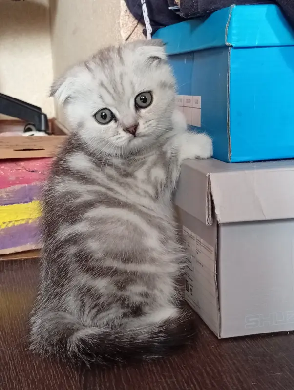Котята шотландские