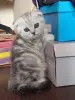 Котята шотландские