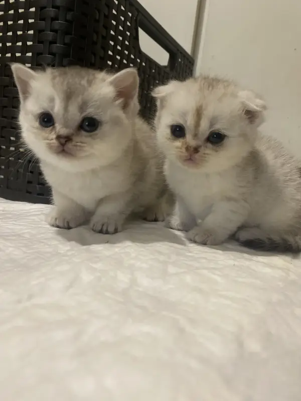 Кошечки для брони