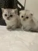 Кошечки для брони