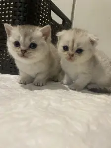 Кошечки для брони
