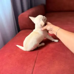 Мальчик чихуахуа