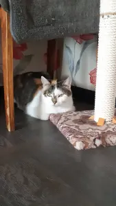Кошка Трёхцветка ищет дом