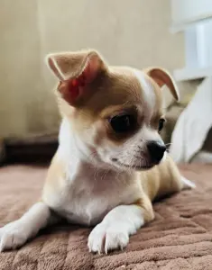 Мальчик чихуахуа
