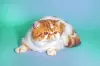 Породистый кот даром из питомника