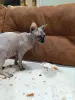 БРОНЬ Котенок Канадского Сфинкса