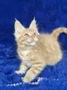 Мейн-Кун чистокровные котята