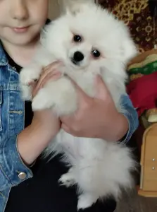 Щенки