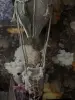 Воздушный шарик