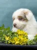 Щенок австралийской овчарки