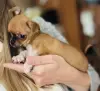 Щенок чихуахуа девочка мини