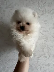 Шпиц